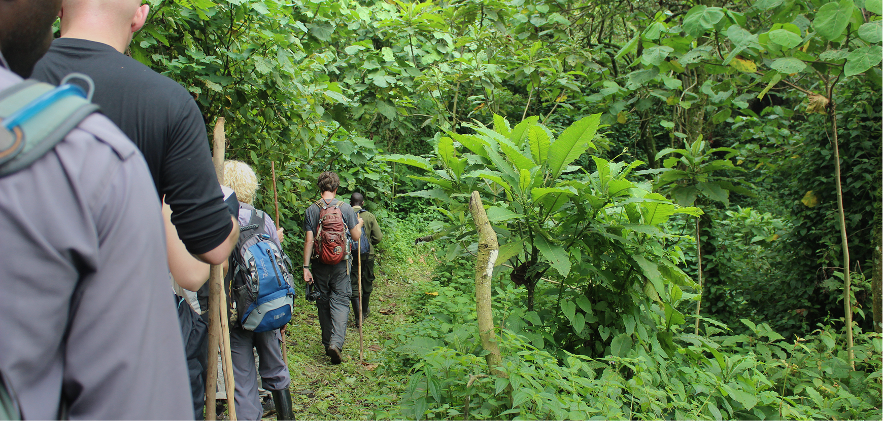 Gorilla Trekking