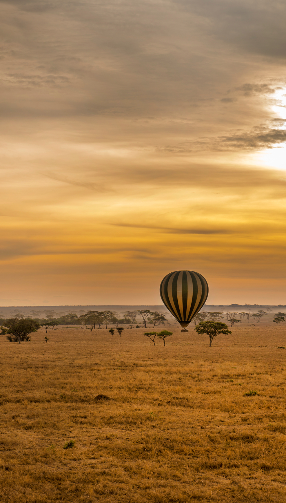 Wildebeest Migration