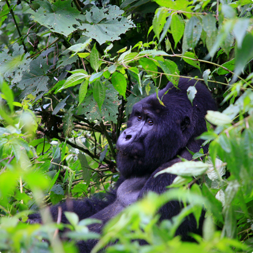 Gorilla trekking